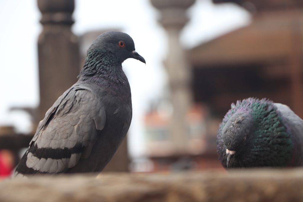 Pigeon in Patan Durbar Square