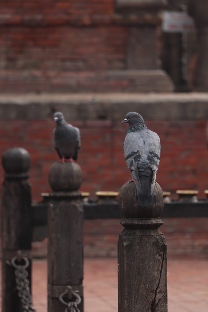 Patan Durbar Square